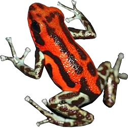 Quebrada Pitti Frog